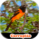 Meu Corrupião APK