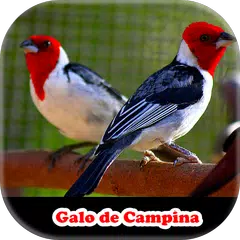 Meu Galo de Campina アプリダウンロード