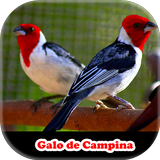 Meu Galo de Campina 아이콘