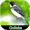 Song of Meu Golinha APK