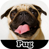Figurinhas de Pug ikon