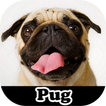 ”Figurinhas de Pug