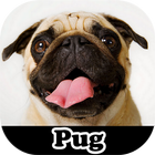 ikon Figurinhas de Pug