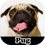 Pug Stickers icon