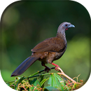 Aracuã APK