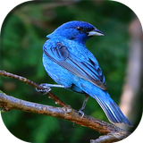 Canto de Azulão biểu tượng