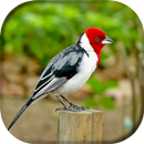 Canto de Cabeça Vermelha APK