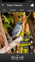 Coleiro Pantanal পোস্টার