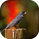 Song of Golinha Fogoso APK
