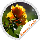 Stickers Buenas Tardes Flores APK