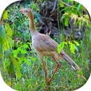 Song of Siriema APK