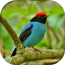 Song of Tangará APK