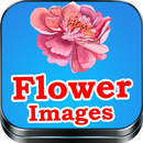 Flower Images APK