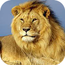 Lion Images APK