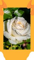 برنامه‌نما Rose Wallpaper App عکس از صفحه