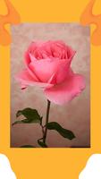 برنامه‌نما Rose Wallpaper App عکس از صفحه