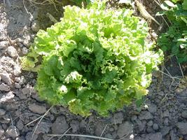 Medicina Natural Lechuga Plakat