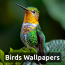 Birds Wallpaper HD - 4K APK
