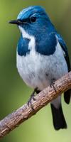 Birds Ekran Görüntüsü 3