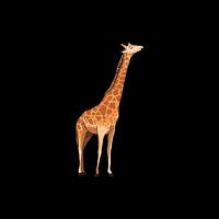 Giraffe Stickers imagem de tela 1