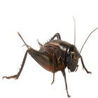 Crickets sounds আইকন