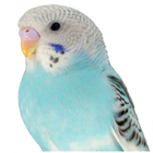 Parakeet sounds أيقونة