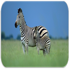 Zebra sounds icon