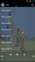 Zebra sounds poster