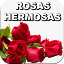 Rosas Muy Hermosas Delicadas y Naturales Gratis APK