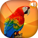 Animal Ringtones APK