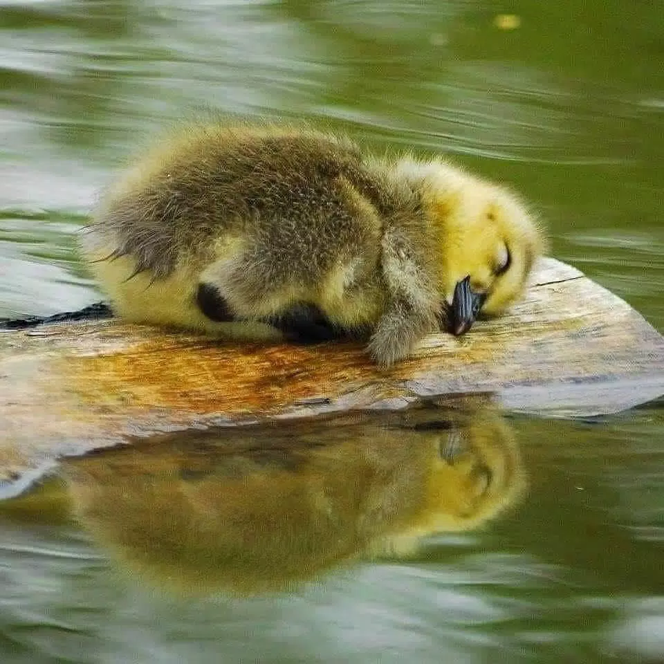 Amazing Wild Animals Photos APK for Android Download Amazing Wild Animals Photos APK for Android Download