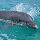 Dolphin Matching APK