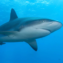 APK Shark Puzzle