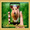 Animal frames - laugh with your friends APK