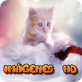 Imagenes de gatos para fondos de pantalla