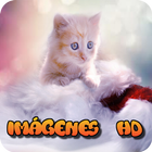 Imagenes de gatos para fondos de pantalla icône