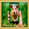 Montaje de marcos de animales - Ríe con tus amigos