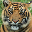 animal sounds