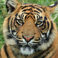 animal sounds