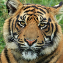 animal sounds APK