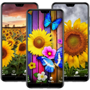 sunflowers wallpapers APK