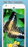 Butterfly Wallpapers اسکرین شاٹ 3