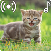 Cat Sounds Ringtone biểu tượng