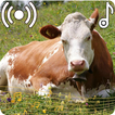 Cow Sounds Ringtone ícone