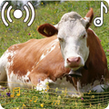 Cow Sounds Ringtone