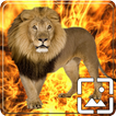 Lion Wallpapers Hd icono