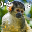 Monkey Sounds Ringtone