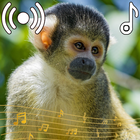 Monkey Sounds アイコン