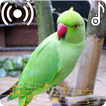 Parrot Sounds Ringtone आइकन