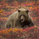 Bear Sounds (Growl & Roar) APK